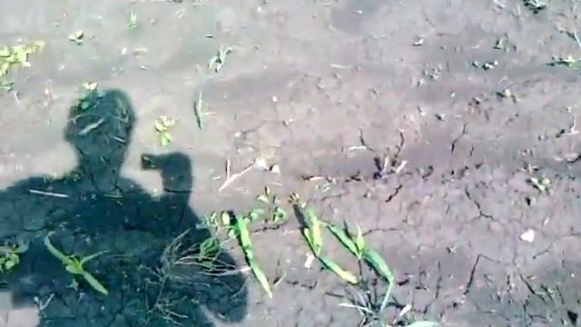 Результат посева зерносажалкой. Всхожесть. смотреть онлайн