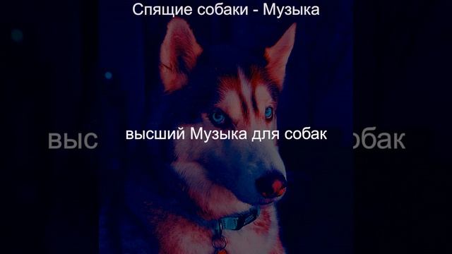 Созерцая (Собаки) смотреть онлайн