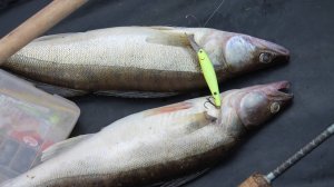 Рыбалка на Вятке. ОСОБЕННОСТИ ЛОВЛИ СУДАКОВ В ШТИЛЬ И ШТОРМ