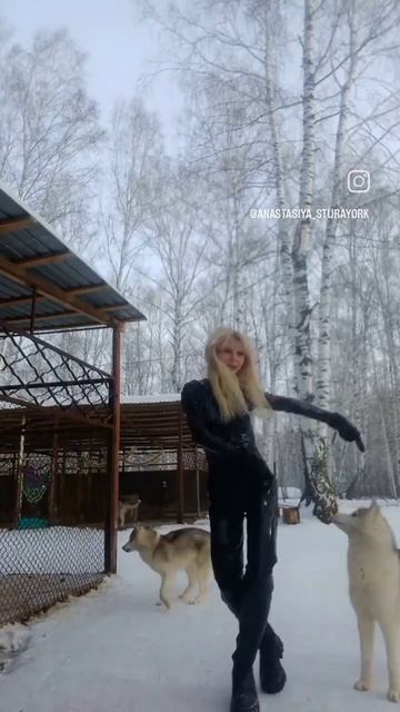 Что бы ни было - танцуй. Движение лечит душу #собаки #хаски #танец #сибирскийхаски