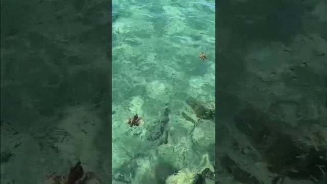 Lionfish - Invasion Of The Body Snatchers #caribbean #spearfishing #invasivespecies смотреть онлайн