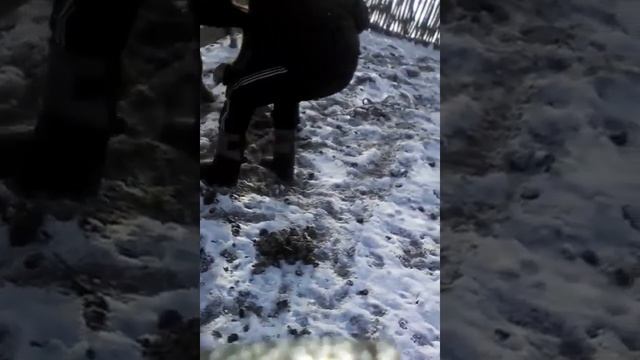 Чистка копыт