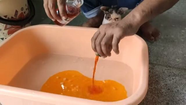 LIME SULPHUR DIP FOR CAT USE FUNGLE INFECTION смотреть онлайн