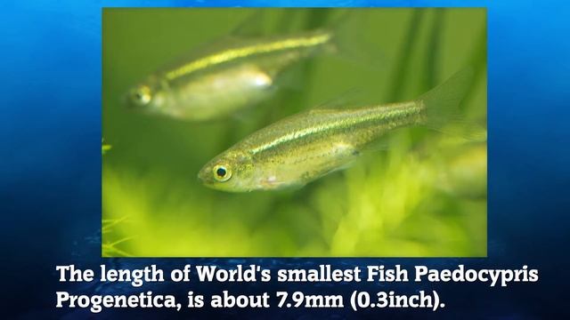 Factopedia - Amazing Facts About "Fishes" смотреть онлайн