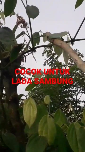 Bukan GANTUNG sembarang GANTUNG. Ini SULUR GANTUNG. cocok untuk lada sambung.