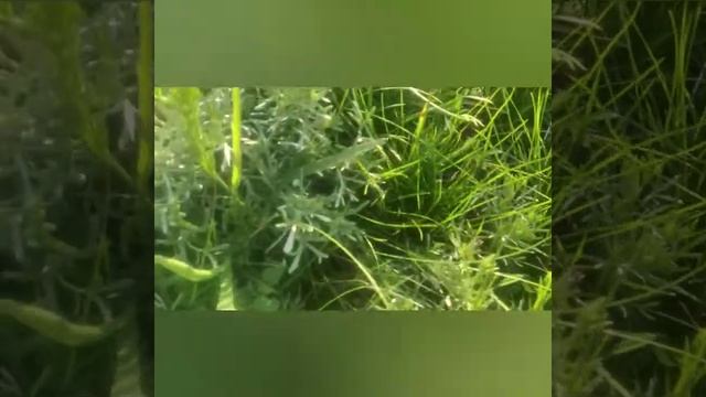 наша прогулка,чеснок,соловьи.