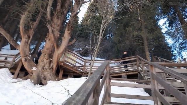 Путешествие в Казахстан. Ой- Карагай. Материнское дерево смотреть онлайн