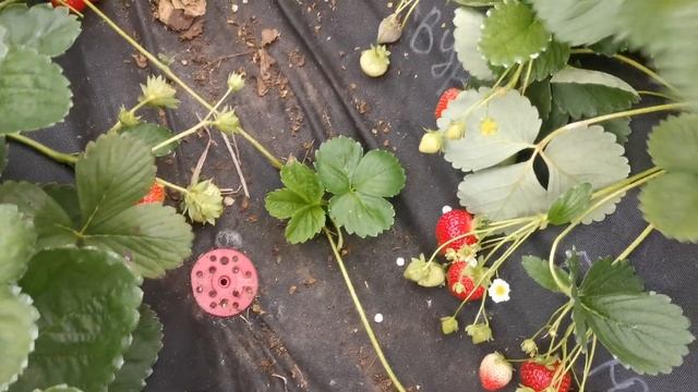 Нейтралы в тепличке на 9.09.21. Маджестик, Хегемар, Сладкая Анна, Бьютти, Арабелла..... смотреть онлайн