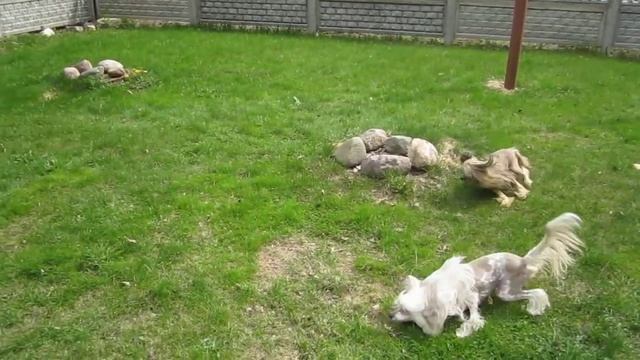 Первомайские бесилки