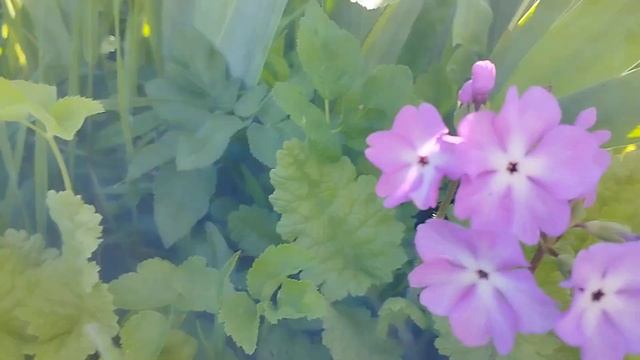 Первоцвет, 12 мая 2022 года. Украина. смотреть онлайн