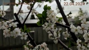 🐝ОПЫЛЕНИЕ ЧЕРЕШНИ! НУ И СПОСОБ..?! 😁🔥СупеР пчел 🔥