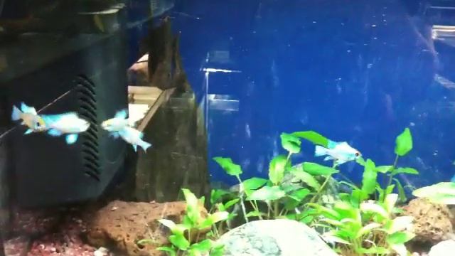 Electric Blue Ramirezis смотреть онлайн
