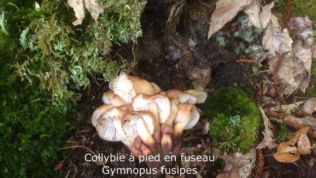 Collybie à pied en fuseau, Gironde смотреть онлайн