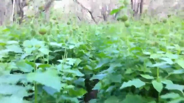 Freaky Weeds смотреть онлайн