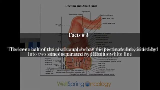 Anal canal Top # 6 Facts смотреть онлайн