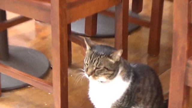 На машине в Европу 2016. Часть 8. Чинкве-Терре, Пиза смотреть онлайн