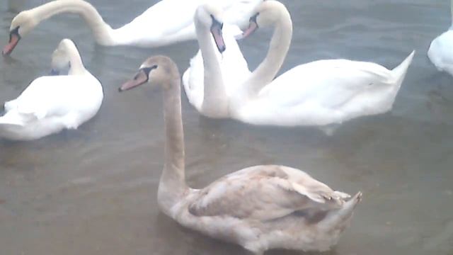 Лебедите на варненския плаж смотреть онлайн