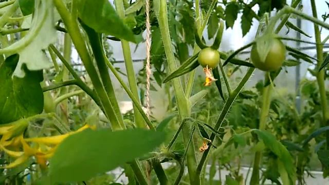 Уход за томатоми смотреть онлайн