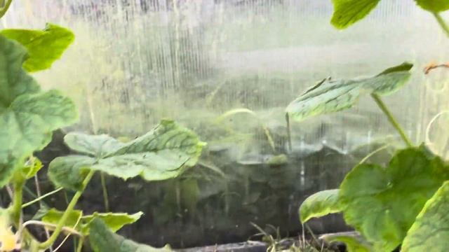 Как продлить жизнь огурцам осенью. Часть 2