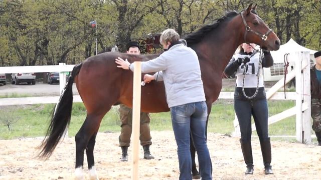 Жеребцы на ветконтроле смотреть онлайн