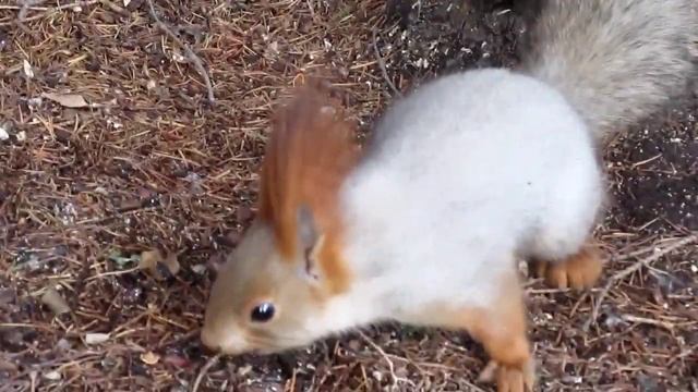 Competitor squirrels crack nuts смотреть онлайн