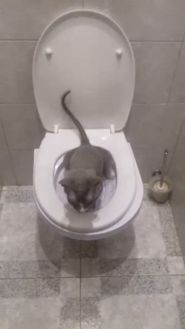 У нас получилось сходить на кошачий унитаз. смотреть онлайн