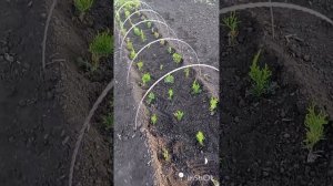 Пересадка хвойных на доращивание. Туи смарагт и кедры.