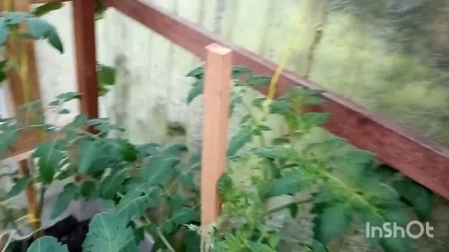 319🍃Первые огурчики на столе 4июня 🥒прошёл ровно месяц после высадки в грунт/немного о помидорках смотреть онлайн