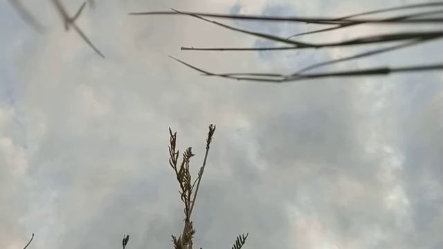 Варган на даче смотреть онлайн