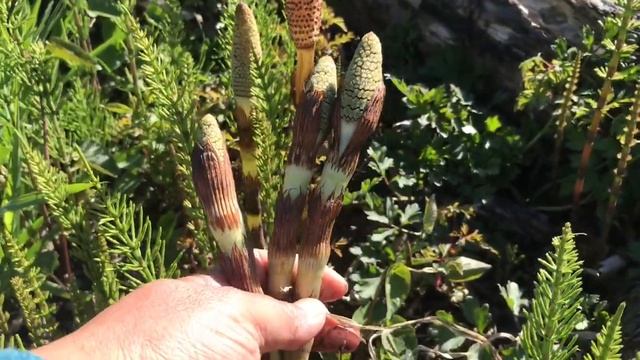 เก็บหญ้าหางม้าไปผัดค่ะพี่น้อง🌿🌱จูลี่คันทรี่วิว#USA