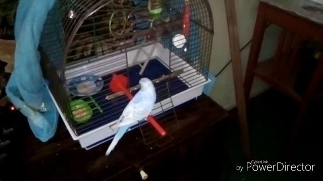 8. Подарок Лайме/Лайма идёт в клетку