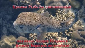 22. Крошка Рыба-ёж длинношипый под вальс Андрея Петрова к фильму Берегись автомобиля HD