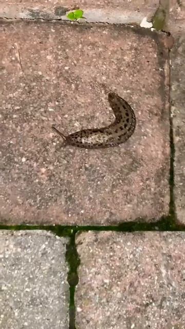 Slug Hotline Bling #animal #cute #viral #drake #shorts #memes