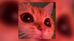 Артем кей-кис кис кис кис мяу мяу