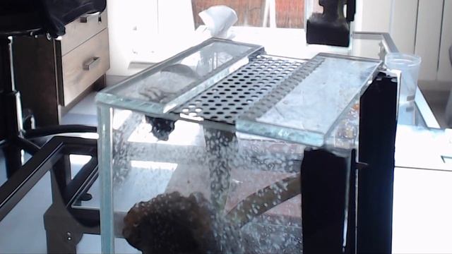 Phidippus regius mating [success after many attempts] смотреть онлайн