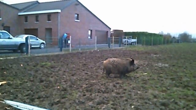 S 25 12 2014 005 Un sanglier à Verlaine, Obélix doit pas être loin lol смотреть онлайн