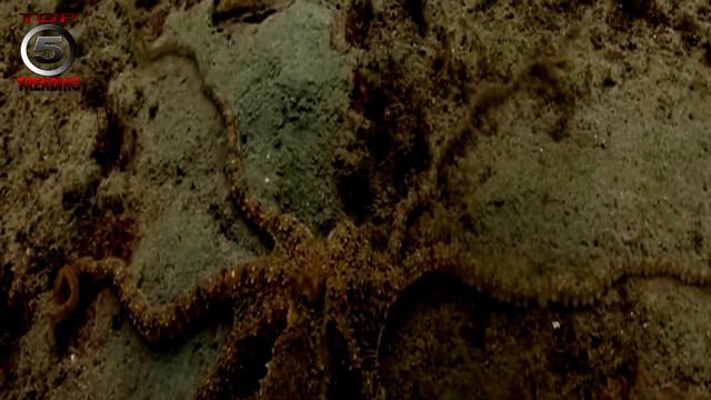 Incredible Octopuses смотреть онлайн