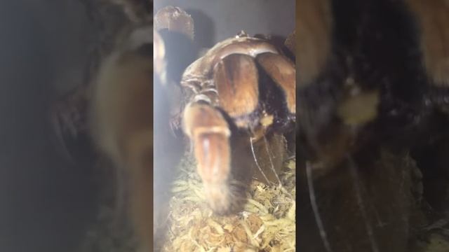 Goliath Bird Eating Spider Devours Huge Discoid Roach! Close-Up! смотреть онлайн