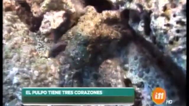 En Lo Profundo: El misterio de los pulpos смотреть онлайн