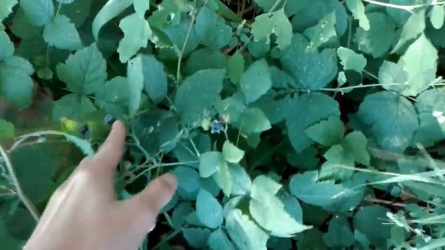 СЮРПРИЗ В КУСТАХ!!! СМОТРЕТЬ ВСЕМ) смотреть онлайн