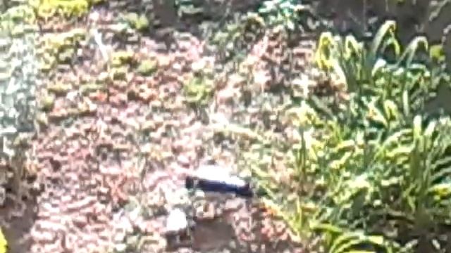 ворона ест голубя смотреть онлайн