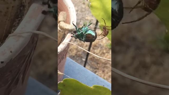 Spider vs Beetle Battle смотреть онлайн