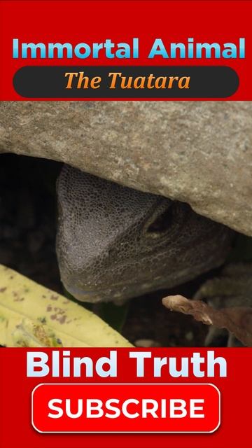 The Tuatara - Immortal Animals - Amazing Informative Video #viralvideo