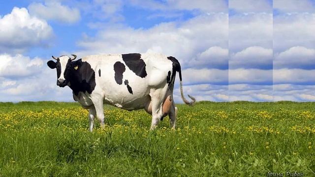 Спостереження за коровою і телятком