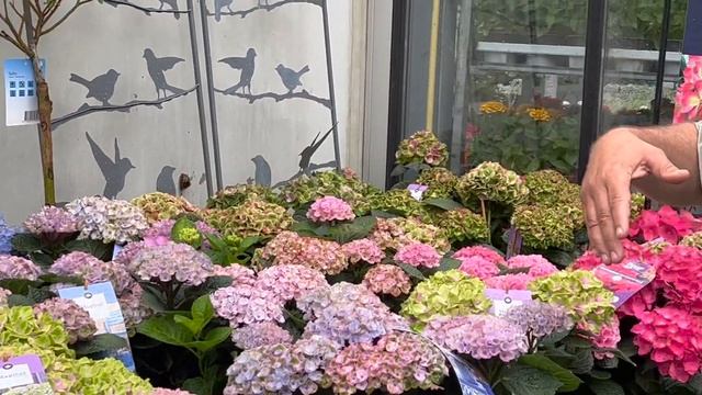 Hortensien im Garten, auf der Terrasse und dem Balkon смотреть онлайн