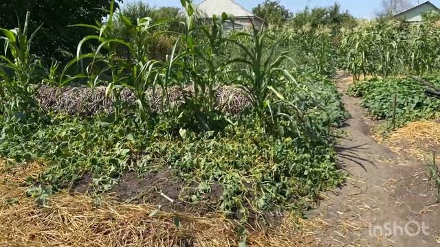 ❌НЕЛЬЗЯ ОБМАНЫВАТЬ✅//Купить саженцы клубники от производителя Украина//Клубника смотреть онлайн