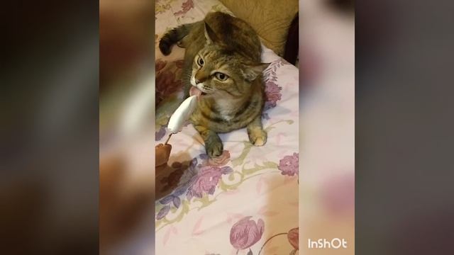 Кошка ест мороженое с хозяином. Смотреть до конца!