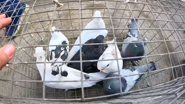 Тулангир,Кабутар,Ит,Аквариум баликлари,Бедана,нархлари Урганч бозори смотреть онлайн