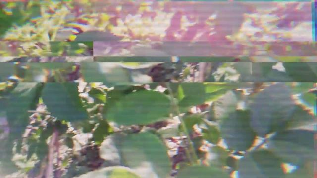 Ubach Palenberg Urbex deutsche Zweiter weltkrieg Beton bunker Siegfried Line schron LOST PLACES смотреть онлайн