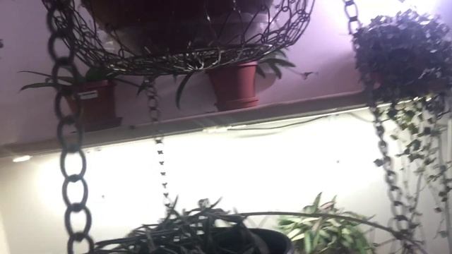 Space Saving Ideas for your Indoor Jungle смотреть онлайн